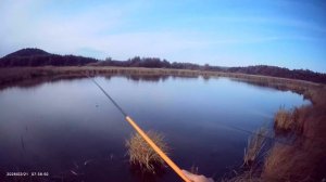 Сегодня вечером порыбачил на Старице🎣 Рыбачил на маховую удочку длиной 5,40 метров.