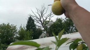 Вот они колосовидные! Собираю груши, радуюсь урожаю яблок. За одно и голубику собрала.