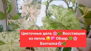 ЦВЕТОЧНЫЕ ДЕЛА.🌸🍀 ВОССТАВШИЕ ИЗ ПЕПЛА.💕🌸 ОБЗОР. 💖🌷БОЛТАЛКА.🌺🌳
