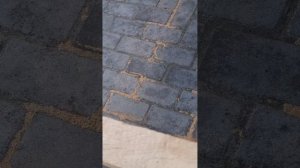 1000066163.mp4 (Собака смотрит на тестовую распиловку дерева новой сабельной пилой у дома А-фрейм)