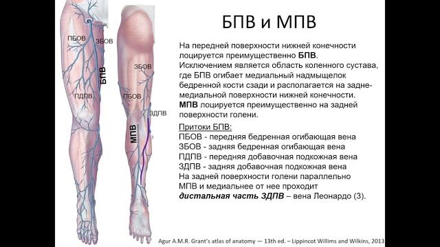 Клиническая и УЗ анатомия нижней конечности (для спонсоров)