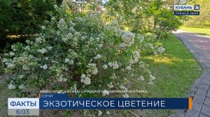 В Сочинском национальном парке зацвел экзотический кустарник эскаллония