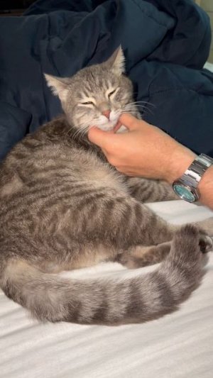 Милый котик 🐱😺