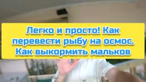 Легко и просто! Как перевести рыбу на осмос. Как выкормить мальков