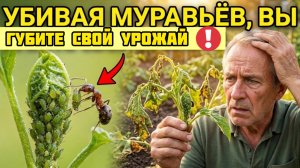 Муравьи на грядке - друг или враг? И как избавиться без вреда и сохранить урожай на огороде