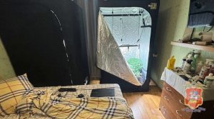 В квартире наркоагрария из подмосковного Королёва полицейские нашли марихуану и 41 горшок с коноплёй