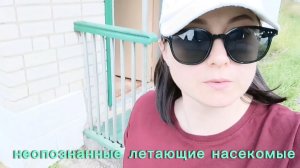 Мчим на дачу, туи вдоль забора, странные насекомые.