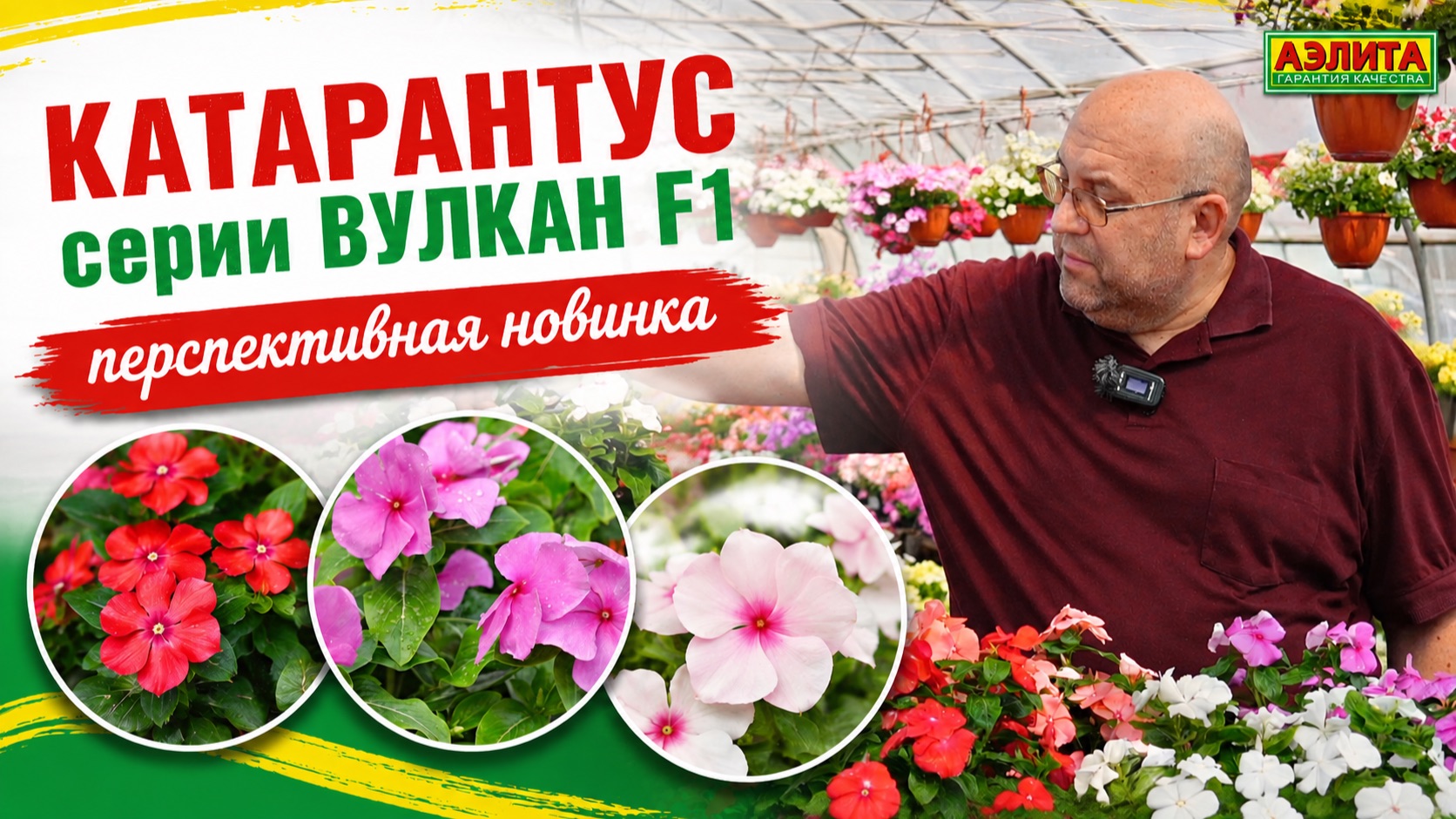 КАТАРАНТУС серии Вулкан F1 - перспективная новинка!