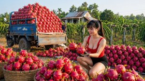 Собираю питахайю и плоды бамбука для продажи. История Фуонг. Жизнь во Вьетнаме