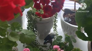 Формирование Пышного кустика на черенках Пеларгонии ☘️💃🦋🥀☘️