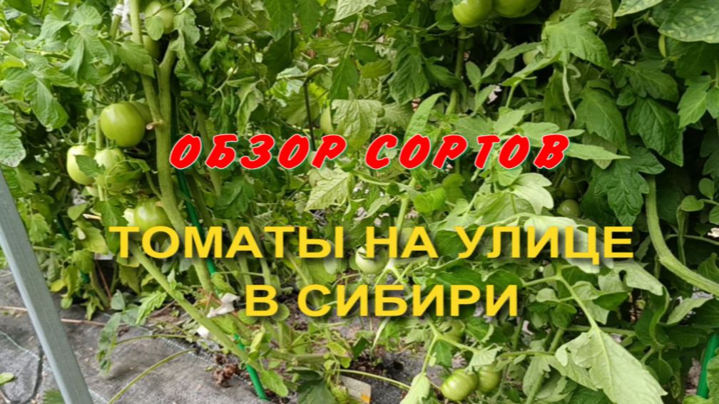 Томаты на улице в Сибири