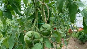 Томаты зреют в теплице 🍅Пробежимся по сортам.Хмао-Югра