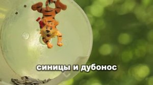СИНИЦЫ и ЗАСЫПАЮЩИЙ (или заболевший) ДУБОНОС