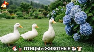Сельские мотивы 🐏🐓🐇 Видео для души и радости 🌞 (58)