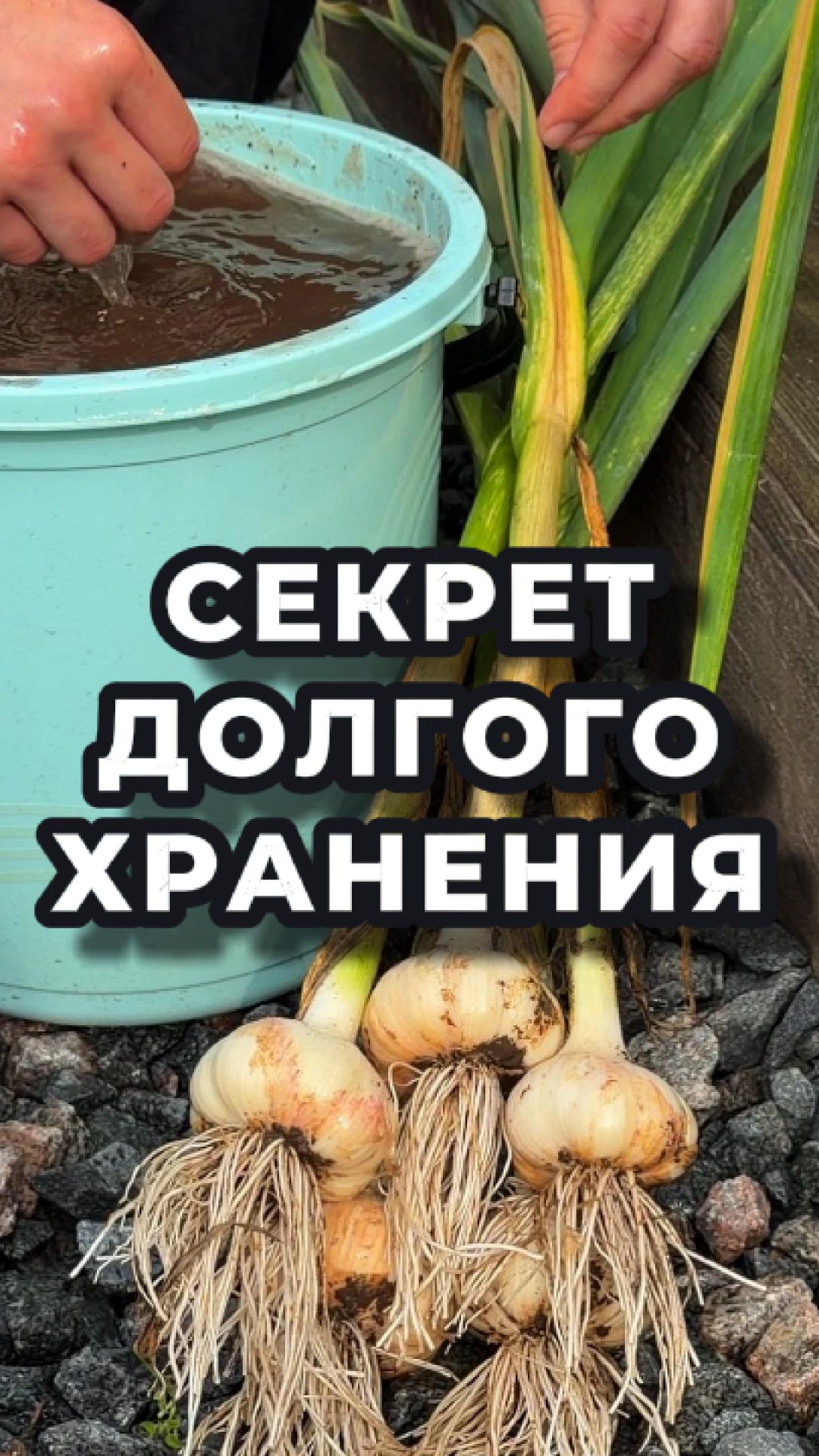 🧄 ЧЕСНОК, КОТОРЫЙ ХРАНИТСЯ 5 ЛЕТ! 🤯