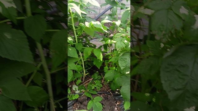 После окончания плодоношения малины на ремонтантных сортах
