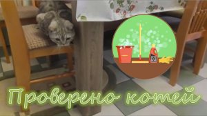 Проверено котей.