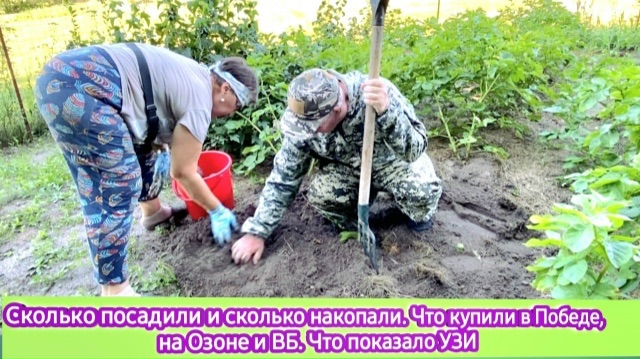Сколько посадили, а сколько накопали. Что купили в Победе, на Озоне и ВБ. Что показало УЗИ