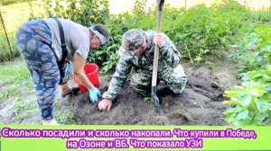 Сколько посадили, а сколько накопали. Что купили в Победе, на Озоне и ВБ. Что показало УЗИ