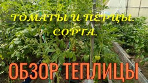 Обзор теплицы. Томаты и перцы 2 августа.