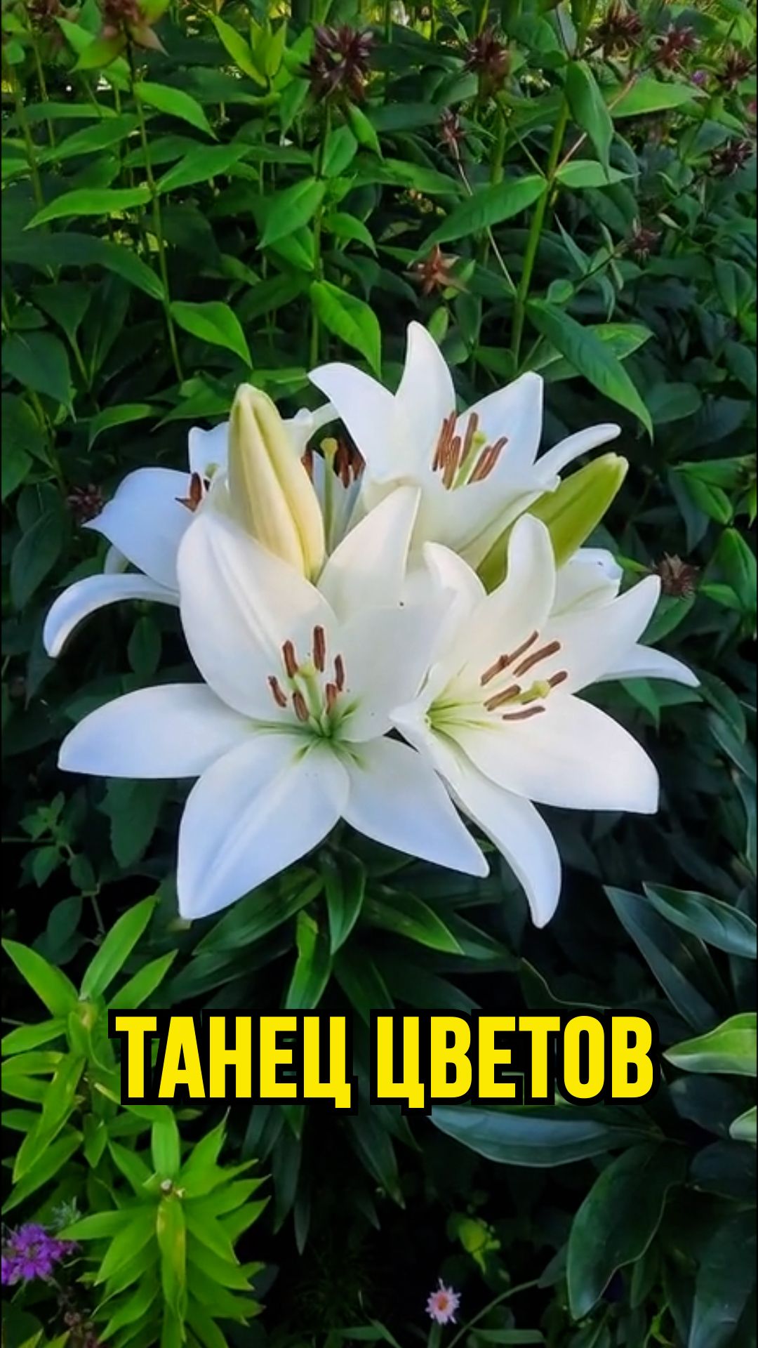 Танец цветов