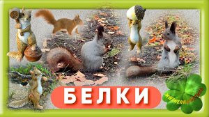 БЕЛКИ на Крестовском + БЕЛКИ из смолы Арт: ALI1045796179