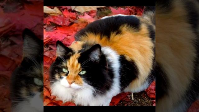 котики,милые котики