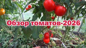 Обзор томатов-2026. Часть 5