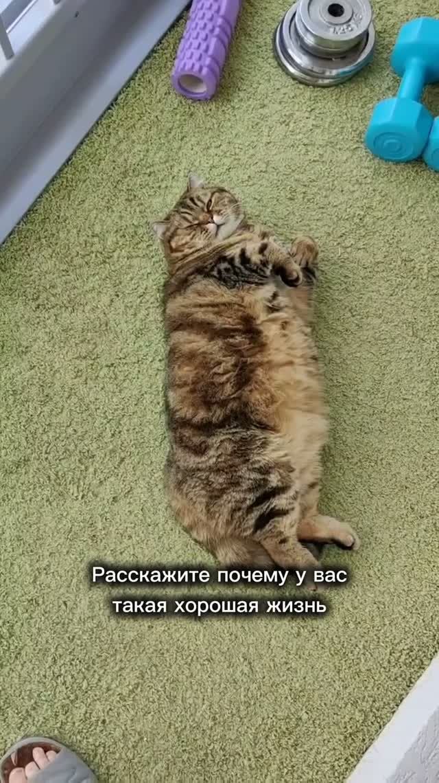 НОВЫЙ ФИТНЕС ТРЕНД ОТ КОТА
