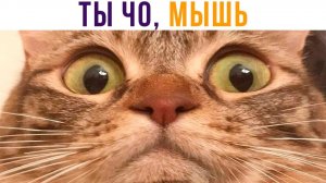 ХОЗЯИН ОБОРЗЕЛ))) Приколы с котами