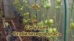 СИТУАЦИЯ СТАБИЛИЗИРОВАЛАСЬ 🍅👍