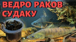 ВЕДРО РАКОВ СУДАКУ