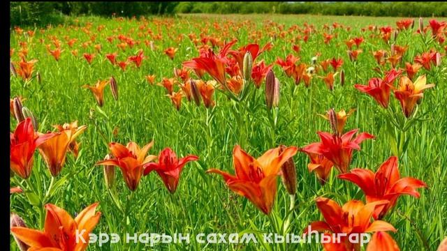 Сардаана