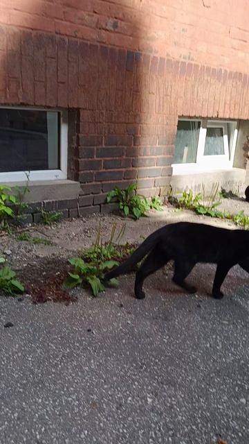 Коты двора