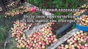 Яблоки + опилки, их полезное применение в огороде. Урожай будет выше во много раз