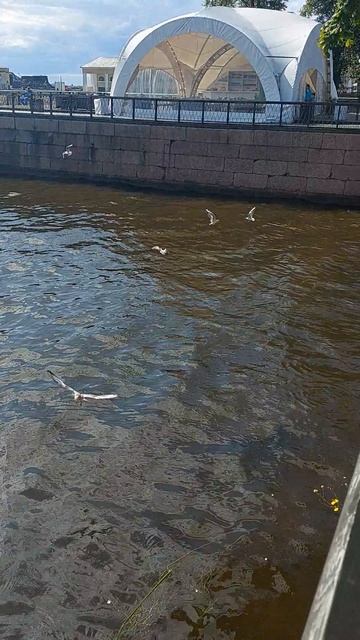 Крондштадские чайки...
