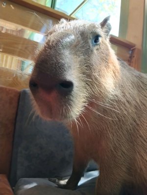 сквиш