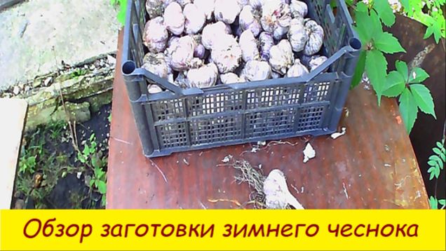Обзор заготовки зимнего чеснока