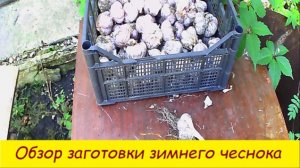 Обзор заготовки зимнего чеснока