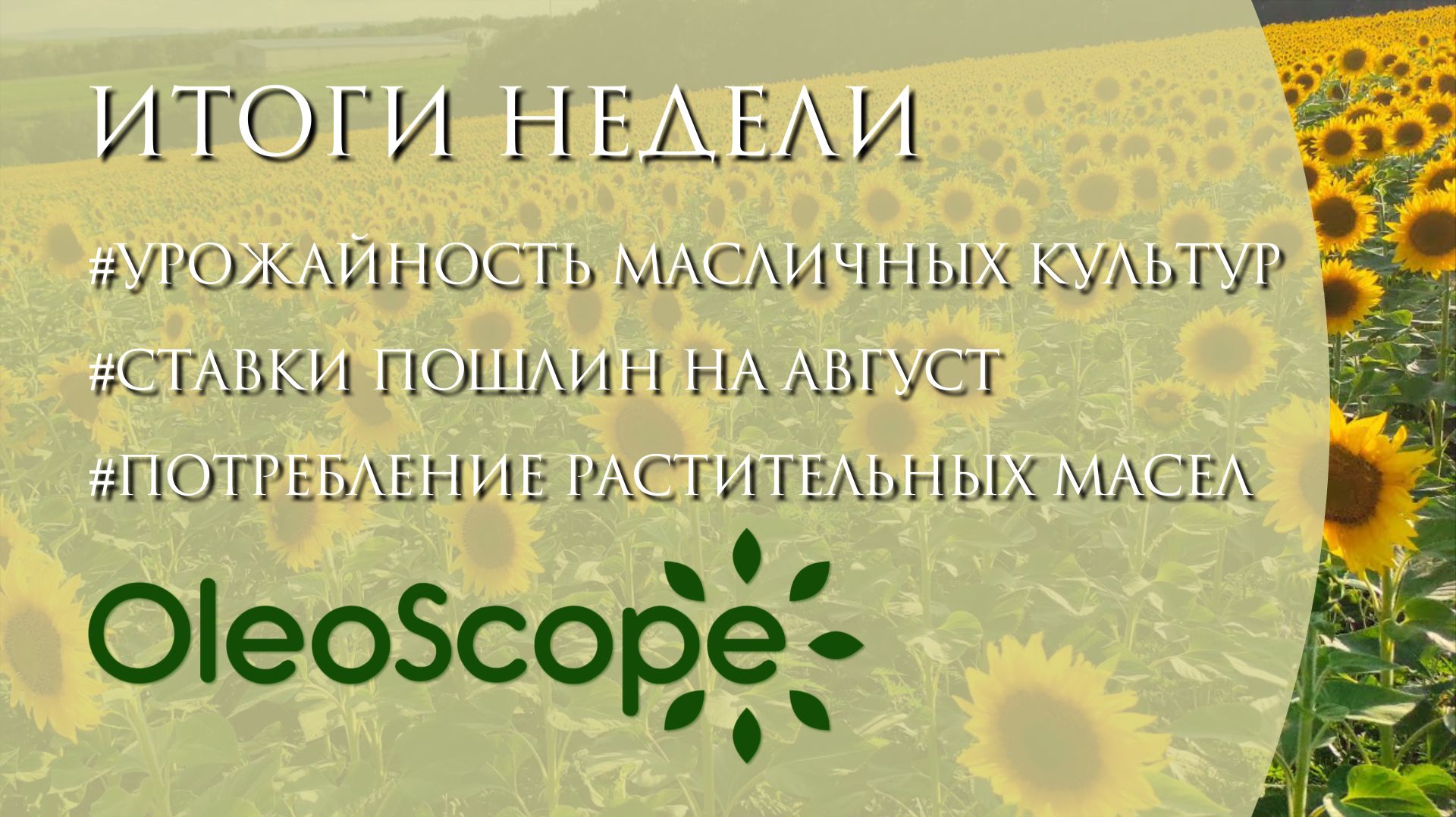 Рост запасов масличных культур увеличение производства соевого масла прогноз урожая масличных
