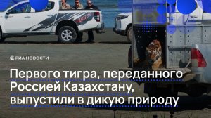 Первого тигра, переданного Россией Казахстану, выпустили в дикую природу