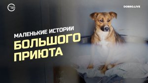 Петербургский фонд «Помощь бездомным собакам» запустил анимационный проект