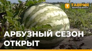 В Херсонской области начался сезон арбузов