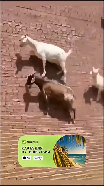 Козёл это ходячая авария из шерсти и злости