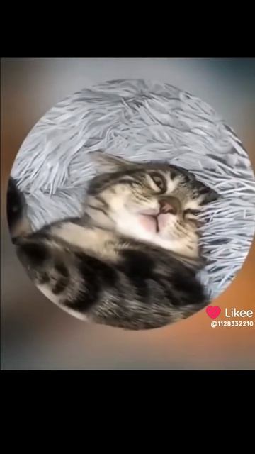 Котёнок 🐱 🐱 🐱 уснул с мышкой во рту???