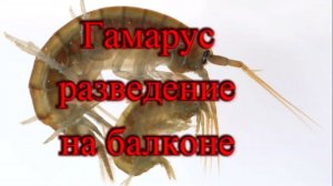 ГАМАРУС РАЗВЕДЕНИЕ СОДЕРЖАНИЕ В ДОМАШНИХ УСЛОВИЯХ