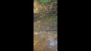 грибы 04.07.26