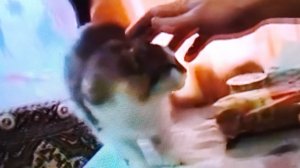Доказательство жеваной!!
