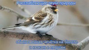 Звук природы. Пение птицы Обыкновенная чечетка  на болоте