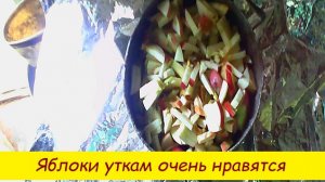 Яблоки уткам очень нравятся